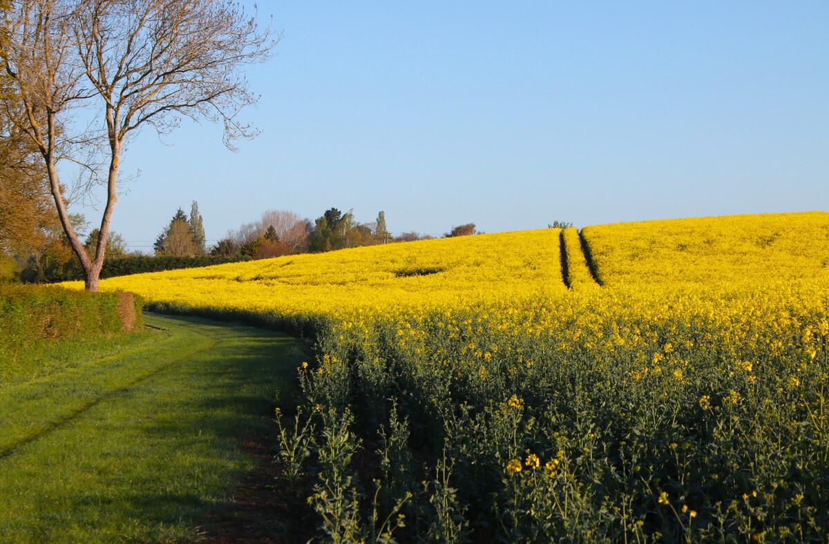 oilseed at boyton end